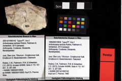 Foto (Objket + Etiketten) von Ambulocapsa sentosa (Robins, Feldmann & Schweitzer, 2013) 